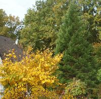 Zaubernuss (Hamamelis) leuchtet auch im Herbst. Dahinter: Mammutbaum (Sequoiadendron giganteum)