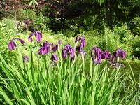 Sumpfiris (Iris kaempferi)